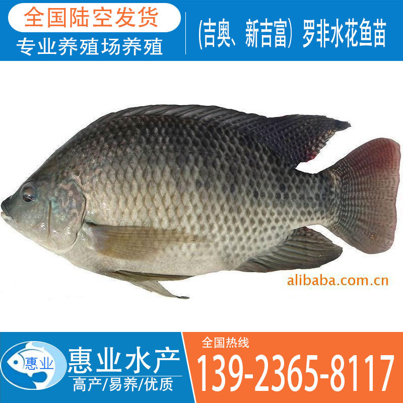 大量供應(yīng)高雄性吉奧魚苗