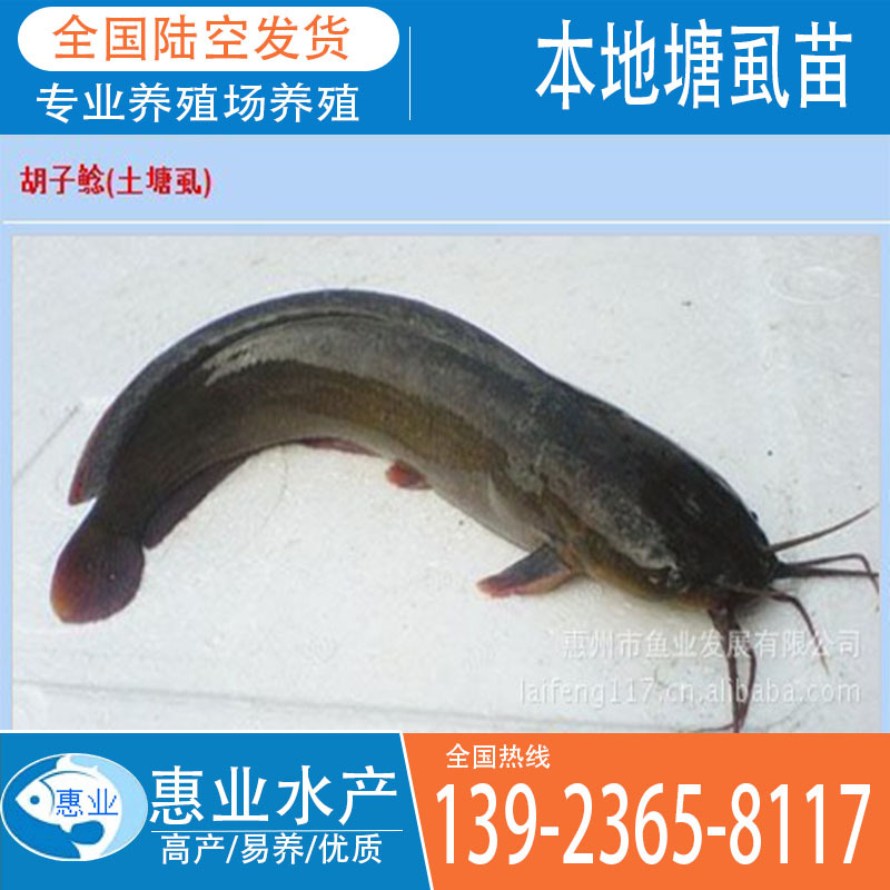 供應(yīng)本地淡水魚塘虱苗 苗