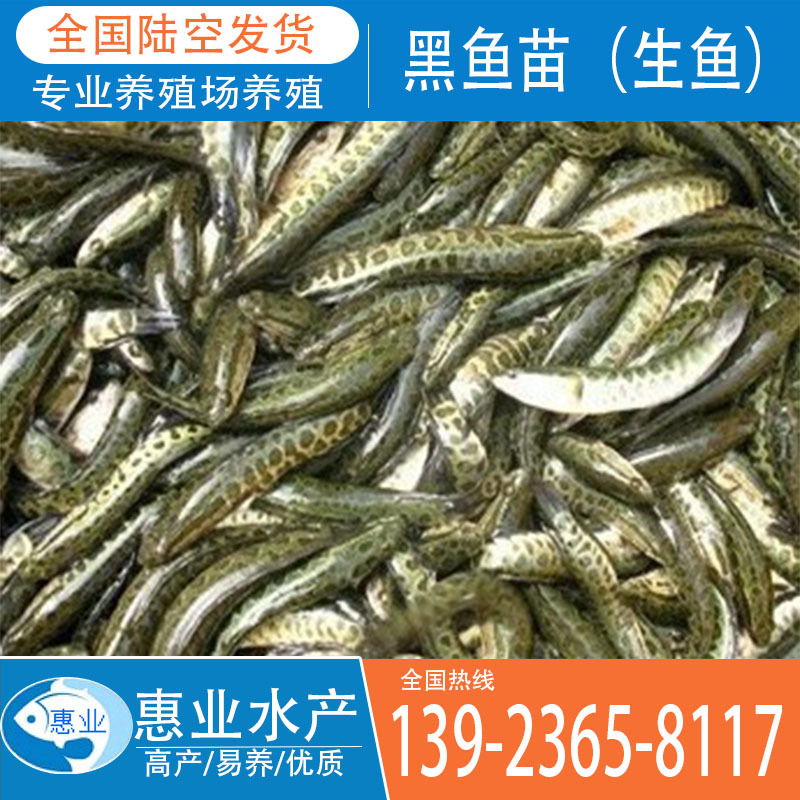 供應(yīng)黑魚苗 生魚苗 雜交生魚苗 淡水魚苗