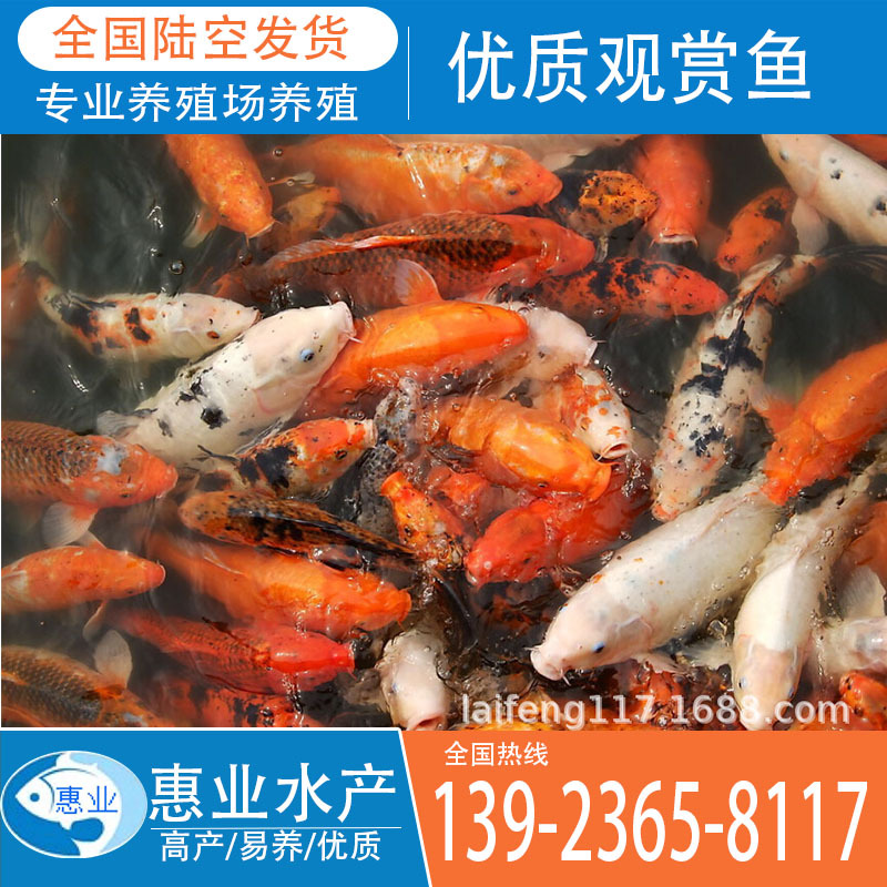 優(yōu)質(zhì)觀賞魚